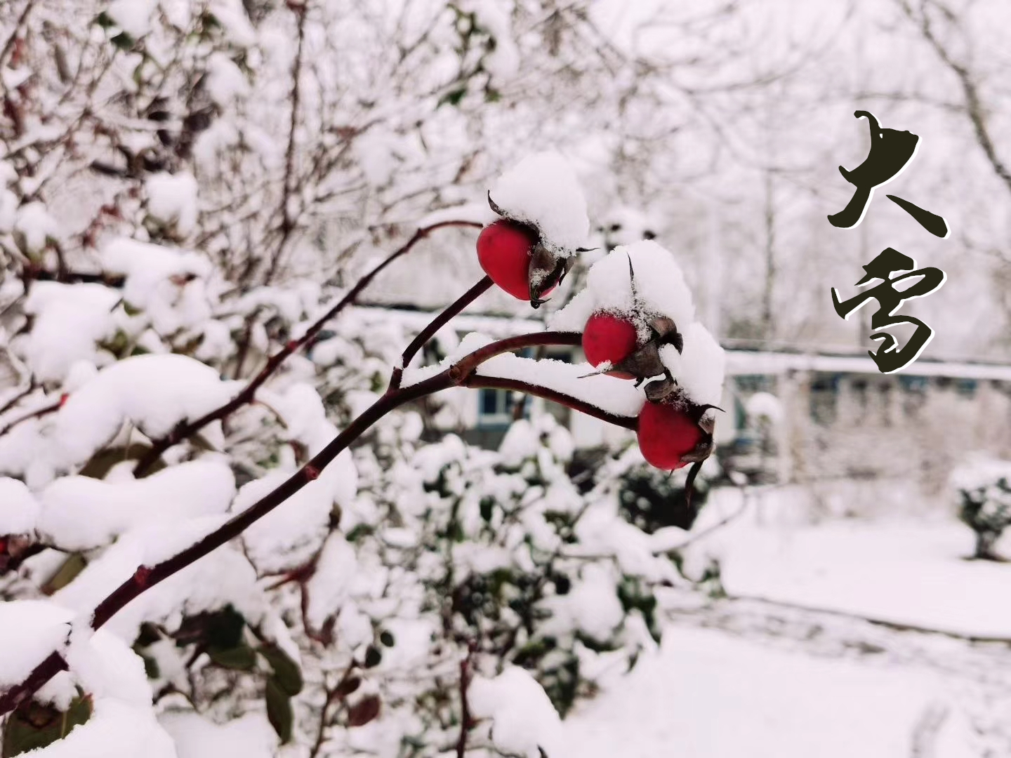 大(dà)雪 ▎萬象曉一色，皓然天地中