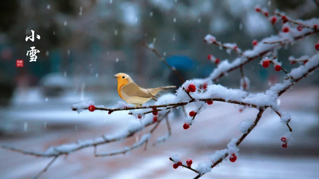 小雪 ▎等一地雪白(bái)，與歲月慢(màn)酌